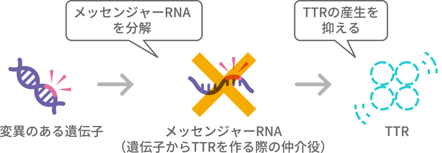 siRNA製剤のイメージ