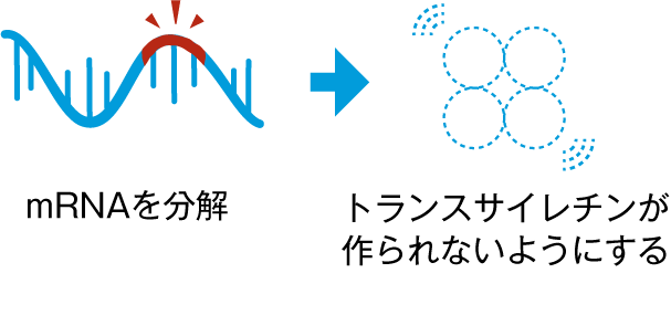 siRNA製剤（静脈内投与、皮下投与）