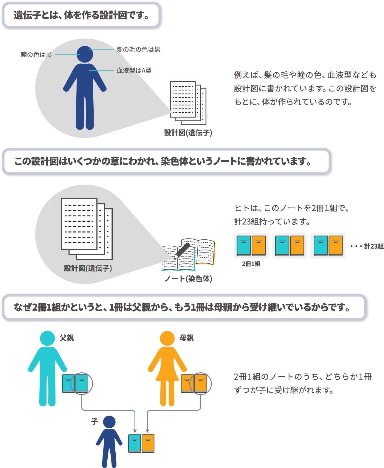 遺伝について 遺伝性の病気を理解するために The Bridge