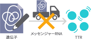 iRNA製剤(静脈内投与)のイラスト画像